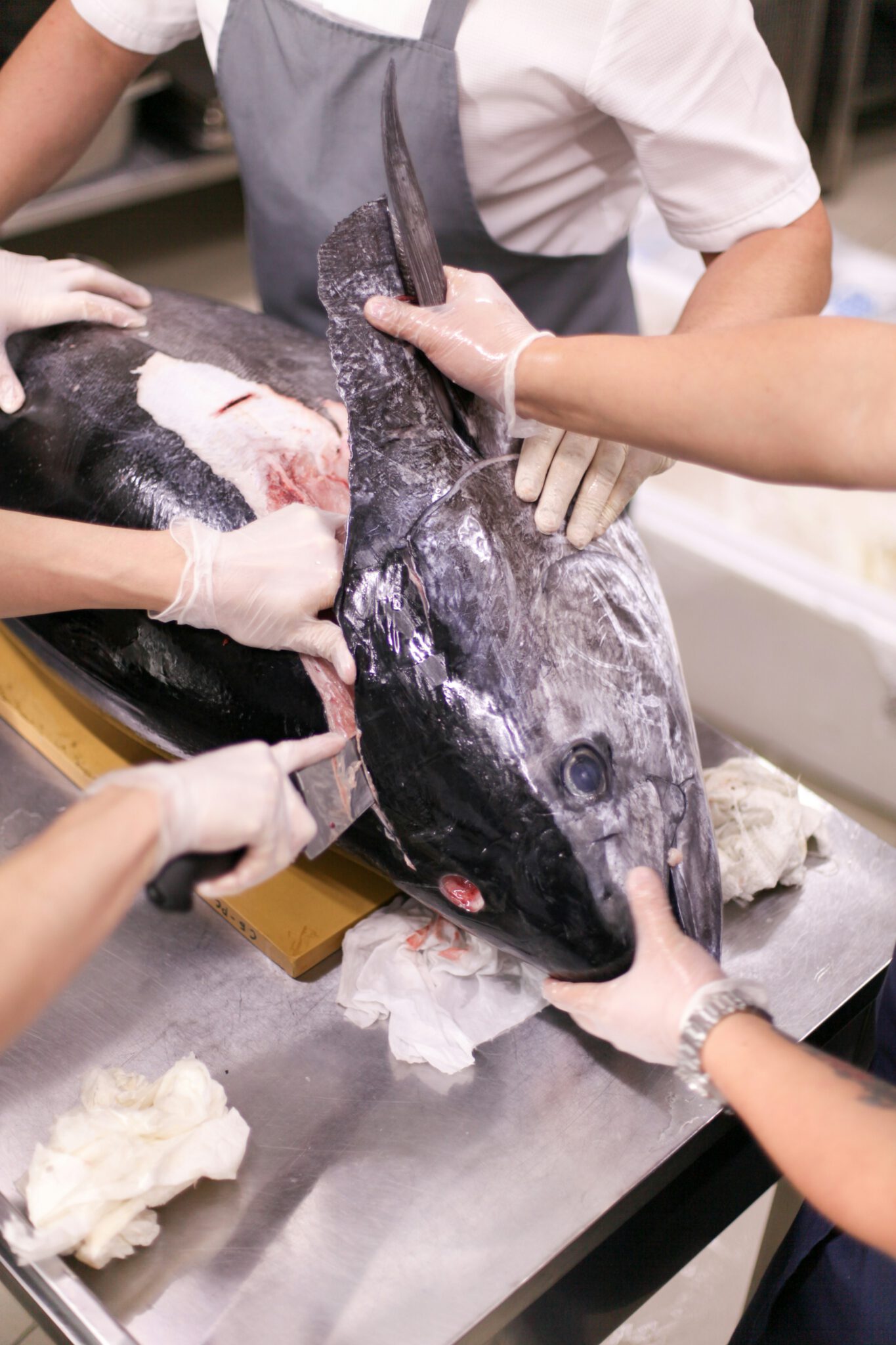 Tesiger Nordic – Wholesale of high-quality fish & meat